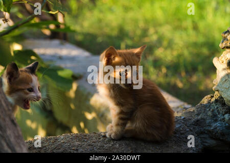 One month year old tiny kittens are at garden and illuminated with warm sunset light. Light falls into the cat's cornea. Stock Photo