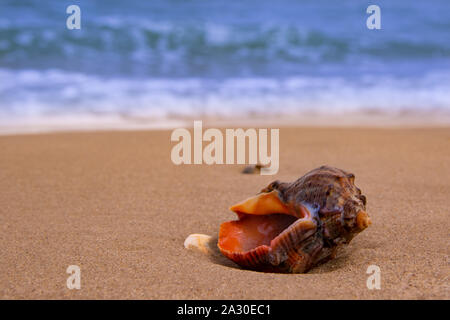 The beautiful Rapan shall lies on the coast behind the waves with copyspace Stock Photo