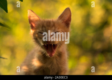 One month year old tiny ginger kitten is yawning at garden and illuminated with warm sunset light. Stock Photo