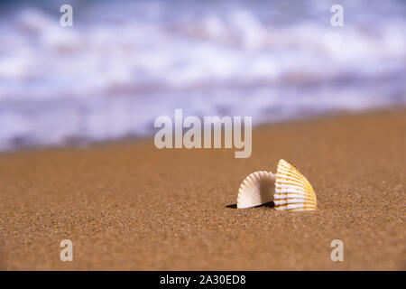 The beautiful shell is caused by a storm on the coast in sunny day with stormy ocean on bacground Stock Photo