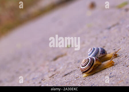 Two Snails crawling on a suburban road after rain with copyspace snails racing Stock Photo