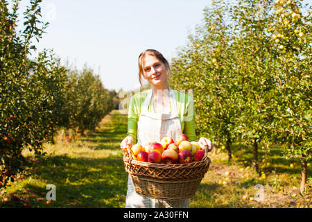 Healthy Organic Apples in the Basket. Female farmer holds the crop, looking at the camera portrait, garden at the background Stock Photo