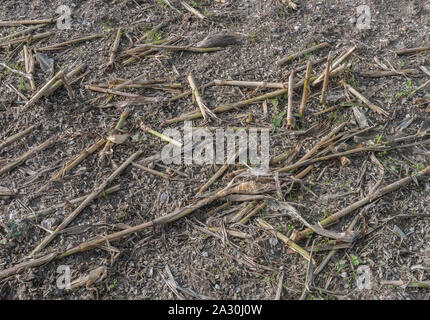 Post-harvest Zea mays / Maize corn stubble field showing rows of cut maize stalks. Stock Photo