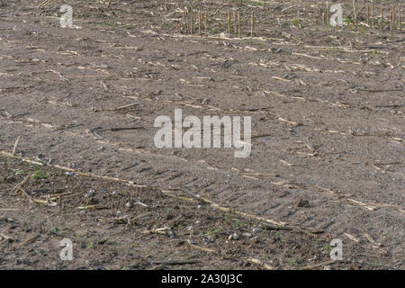 Post-harvest Zea mays / Maize corn stubble field showing rows of cut maize stalks. Stock Photo