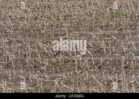 Post-harvest Zea mays / Maize corn stubble field showing rows of cut maize stalks. Stock Photo