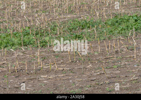 Post-harvest Zea mays / Maize corn stubble field showing rows of cut maize stalks. Stock Photo