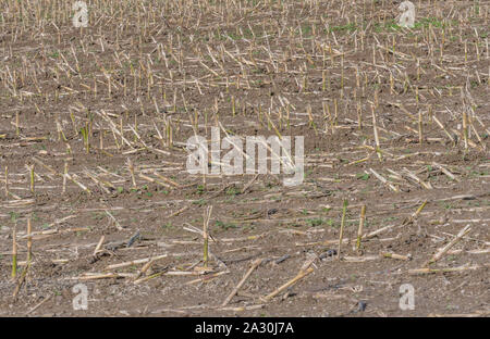Post-harvest Zea mays / Maize corn stubble field showing rows of cut maize stalks. Stock Photo