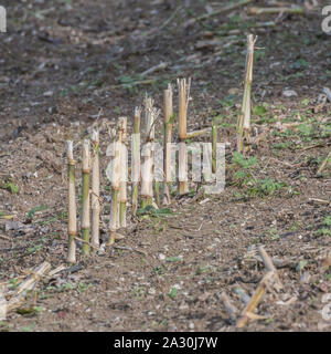 Post-harvest Zea mays / Maize corn stubble field showing rows of cut maize stalks. Stock Photo