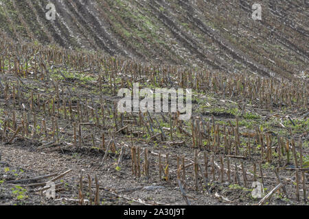 Post-harvest Zea mays / Maize corn stubble field showing rows of cut maize stalks. Stock Photo
