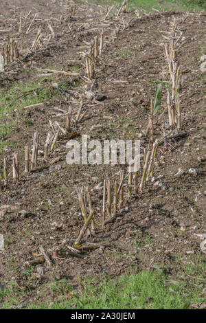 Post-harvest Zea mays / Maize corn stubble field showing rows of cut maize stalks. Stock Photo