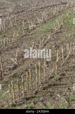 Post-harvest Zea mays / Maize corn stubble field showing rows of cut maize stalks. Stock Photo