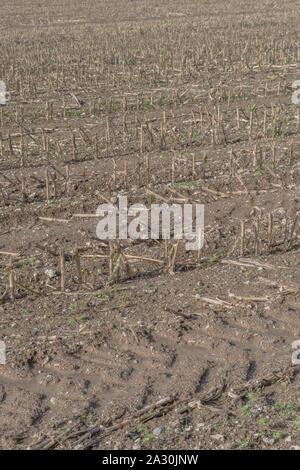 Post-harvest Zea mays / Maize corn stubble field showing rows of cut maize stalks. Stock Photo