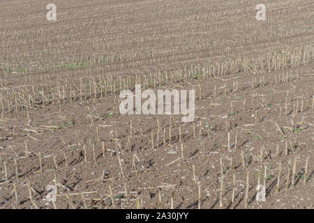 Post-harvest Zea mays / Maize corn stubble field showing rows of cut maize stalks. Stock Photo