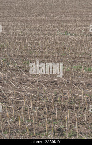 Post-harvest Zea mays / Maize corn stubble field showing rows of cut maize stalks. Stock Photo