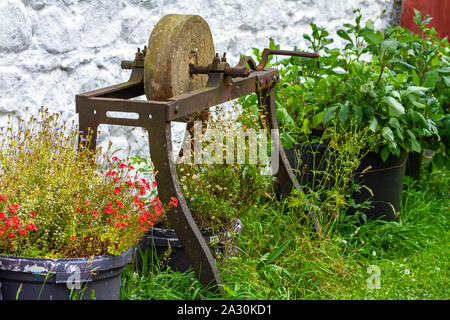 Vintage sharpening grind stone, whetstone, outdoors. Rusty, weathered, old fashioned antique knife sharpener stone with flower pots white brick wall Stock Photo