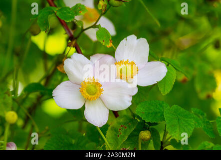 Closeup two Japanese anemone, flowers and buds, Anemone hupehensis var. japonica, White pink flowers with yellow stamens, Summer garden in Ireland Stock Photo