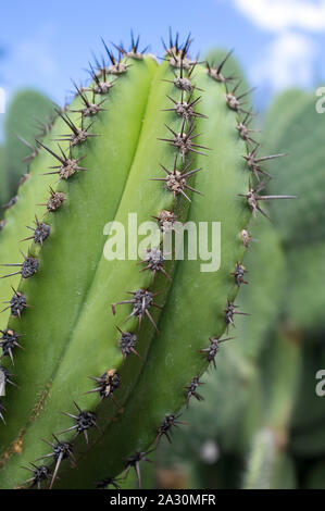 Close up of a spiky cactus Stock Photo
