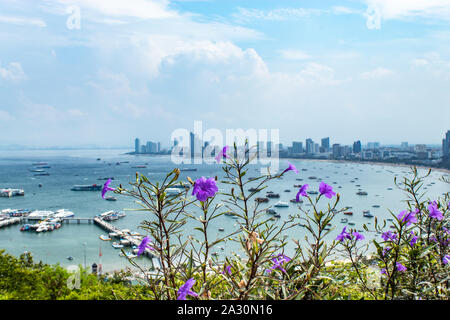 Ruellia tweediana Griseb  and Cityscape view point of Pattaya beaches. Stock Photo