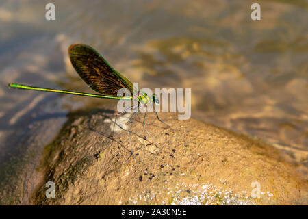 Green Dragonfly On a rock in a stream Stock Photo