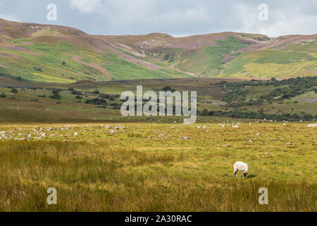 The Pennine Way looking towards Noon Hill and Cronkley Fell from Blea Beck, Upper Teesdale, UK Stock Photo