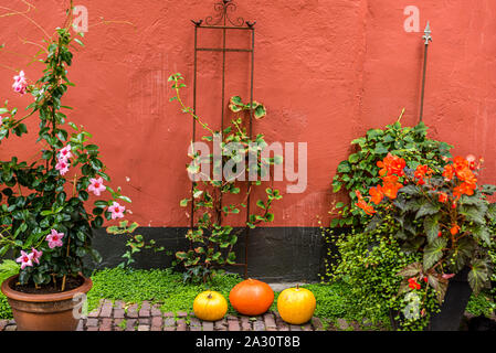 romantic scene with orange and yellow pumpkins between orange and light pink flowers on green plants all against a painted concrete wall in brique and Stock Photo