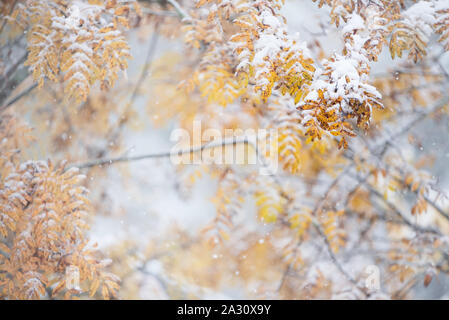 Rowan tree (Sorbus aucuparia) branches and yellow leaves covered with fresh snow in late autumn Stock Photo