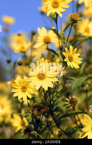 Yellow Lemon Queen flowers set against against a blue sky growing in the sheltered gardens of Aberglasney Stock Photo