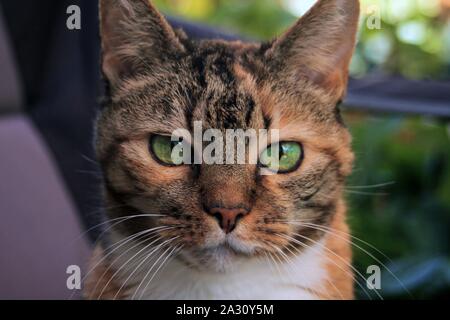 Our little cat called Tigger. Stock Photo