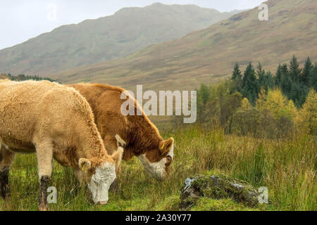 Cows on the field in the mountains. Scottish Highlands, Scotland, UK Stock Photo