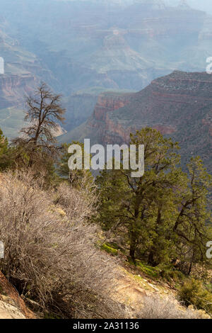 Various trees growing along the Bright Angel Trail and the Grand Canyon. Grand Canyon National Park, Arizona Stock Photo