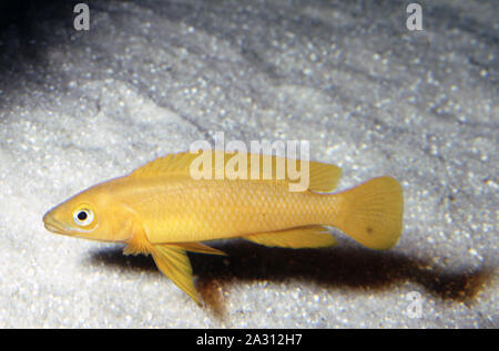 Orange or Gold leleupi cichlid, Neolamprologus leleupi Stock Photo