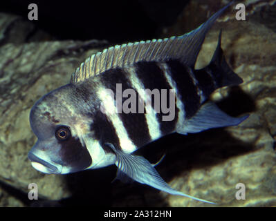 Humphead or Frontosa cichlid, Cyphotilapia frontosa Stock Photo