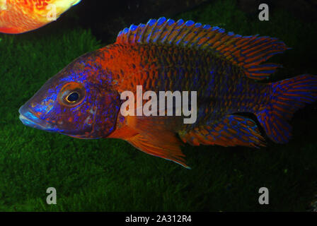 Peacock Cichlid, Aulonocara 'Rubin red' Stock Photo