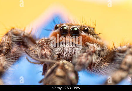 Extreme closeup of a male Tan Jumping Spider's rusty brown and white haired face while he is eating a fly Stock Photo