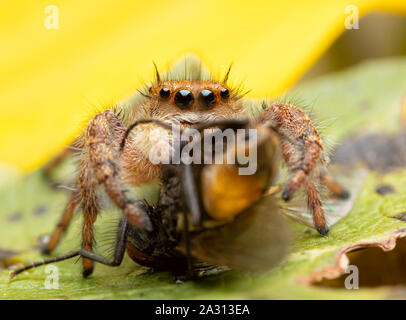 Beautiful female Phidippus princeps jumping spider eating a fly while sitting on a Sunflower Stock Photo