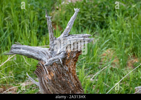 Dry tree stumps that have been deposited as habitat for small animals and insects on the edge of a field in Brandenburg, Germany. Stock Photo