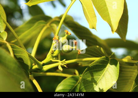 The picture shows little walnuts on the walnut tree. Stock Photo