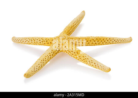 Yellow starfish isolated on white background Stock Photo