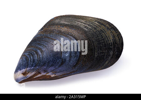 Mediterranean mussel shell isolated on white background, top view. Photo taken by stacking method Stock Photo