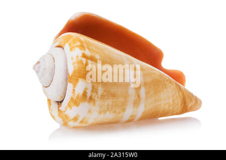 Cone shaped shell Cut Out Stock Images & Pictures - Alamy