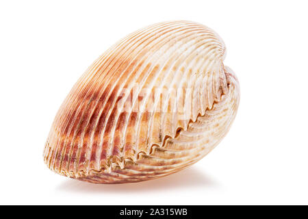 Large bivalve seashell isolated on white background Stock Photo