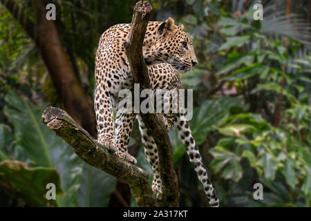 Sri Lankan leopard (Panthera pardus kotiya) in tree, native to Sri Lanka Stock Photo