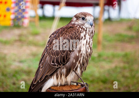 Saker falcon (Falco cherrug), captive animal used in falconry Stock Photo