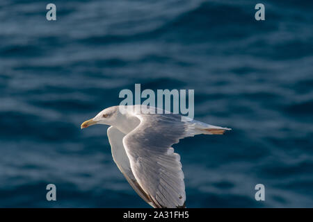 Seagull flying over blue waving sea Stock Photo