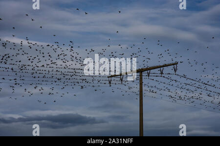 starlings volery on a power pole Stock Photo