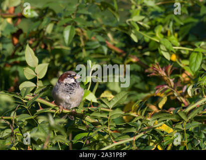 House Sparrow, Passer domesticus,  Single adult male perched on brambles. Worcestershire, UK. Stock Photo