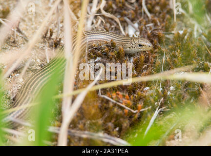 Iberian Three-toed Skink (Chalcides striatus) in Cantabria Northern Spain Stock Photo