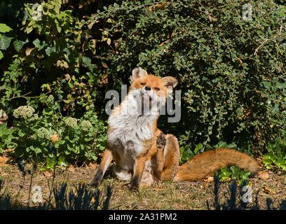 Red Fox, Vulpes vulpes, single adult female, scratching in urban garden during day. Lea Valley, Essex, UK.