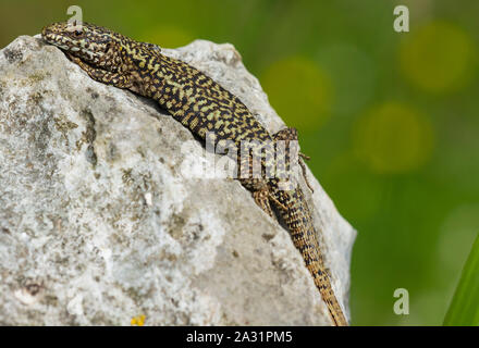 Male Common Wall Lizard, (Podarcis muralis) basking on a rock in Cantabria, Northern Spain Stock Photo