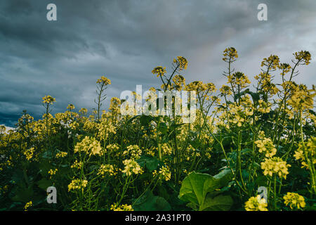 Close up view of rapeseed plant with dramatic rain clouds above. Agricultural scenery. Stock Photo